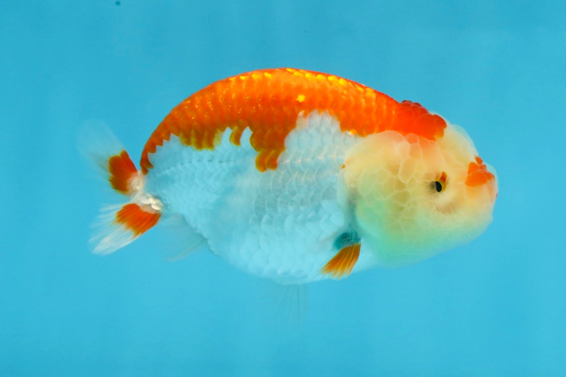 FLUFFY AAA Grade Red White LionQueen 4 inches #101725LC_02