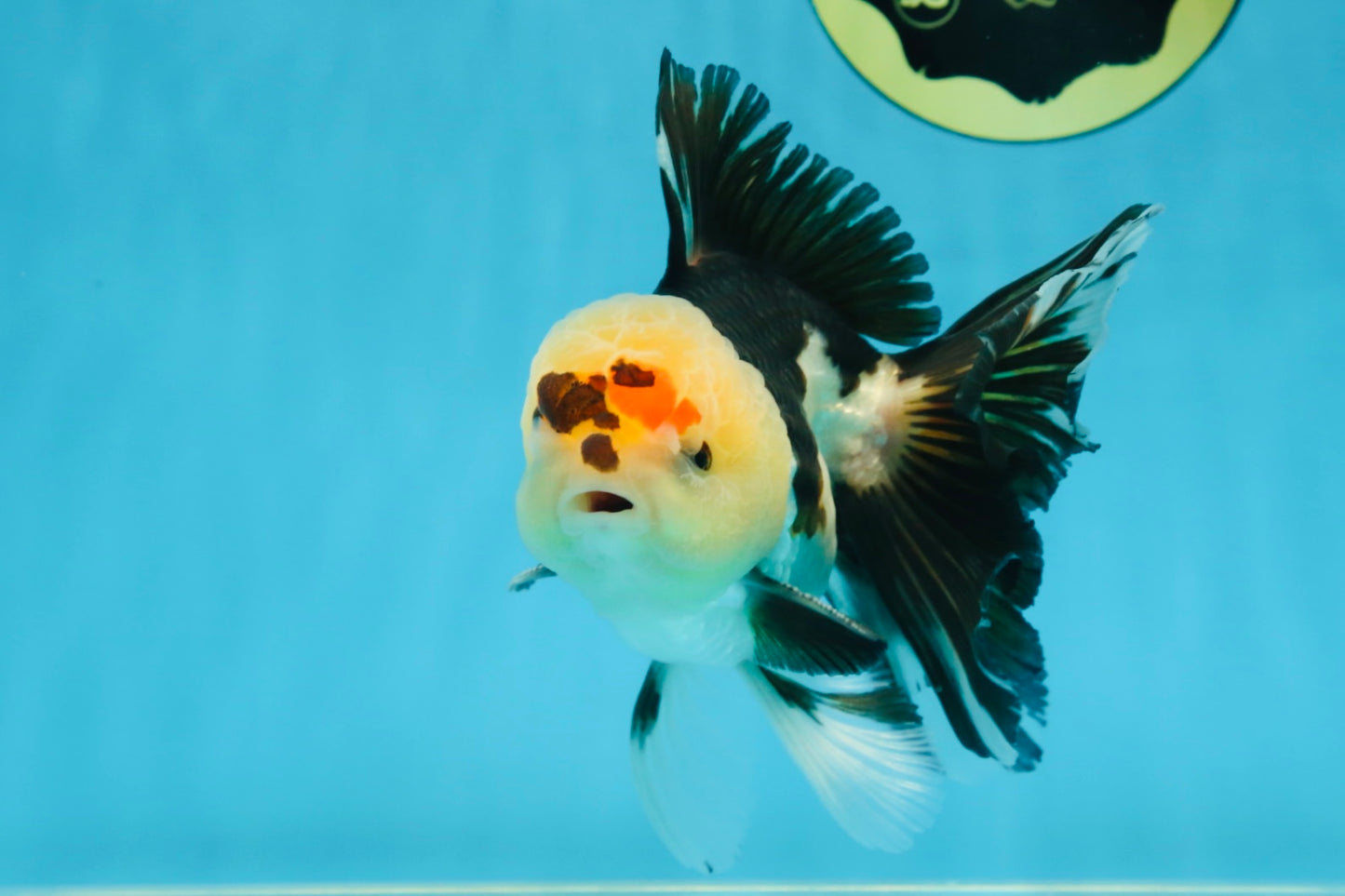 AAA Grade PUPPY Tricolor Oranda Male 5.5 inches #080125OR_24