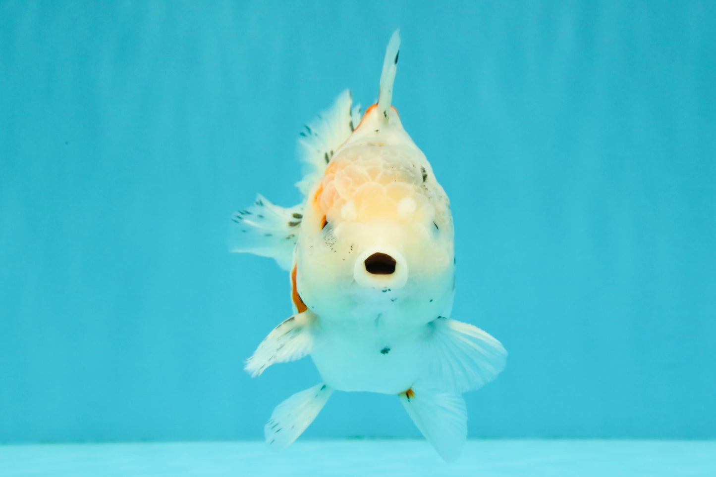 Calico Yuanbao Male 5.5 inches #051526YB_05
