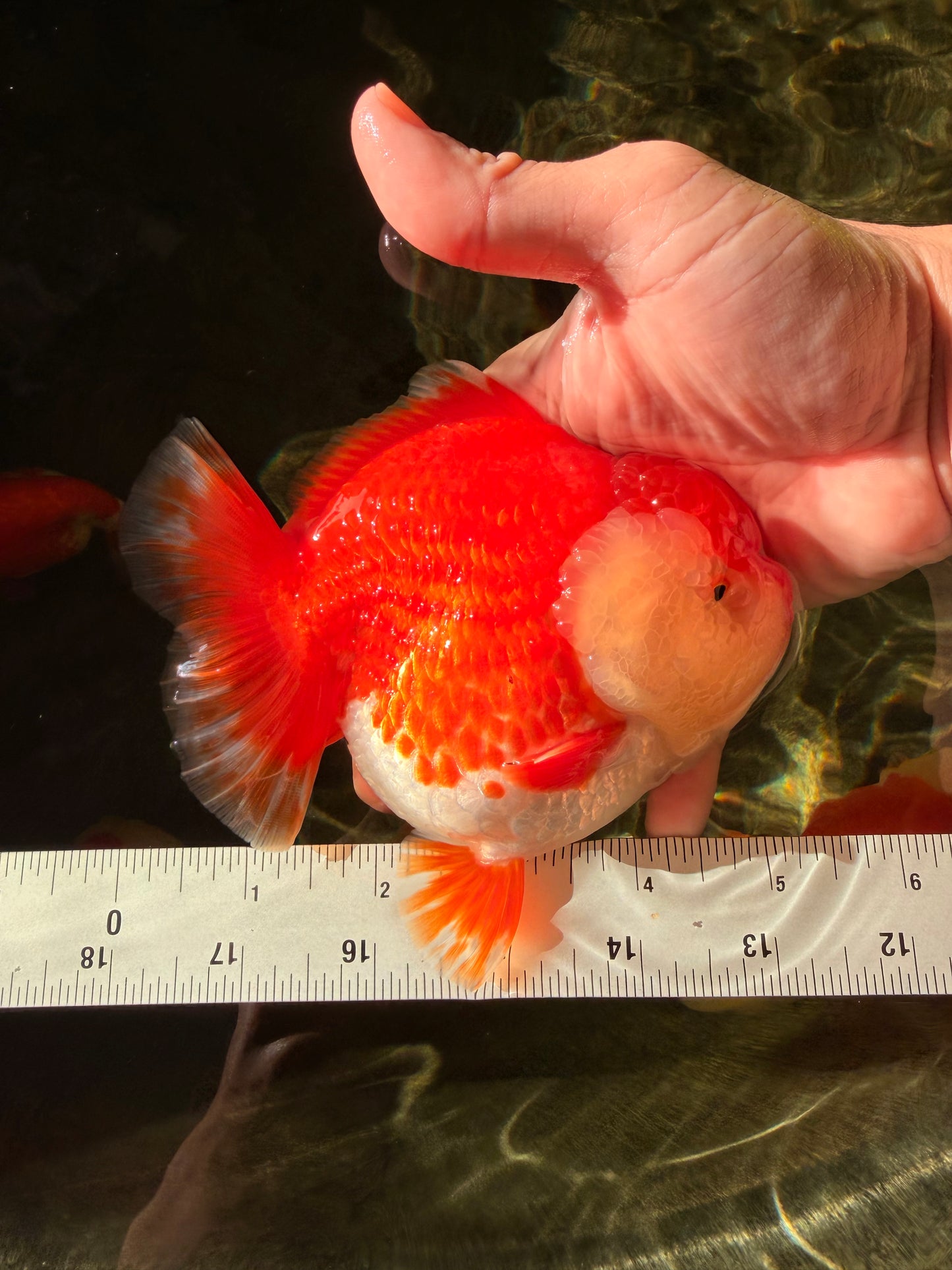 AAA Grade Godzilla Red White Yuanbao Female 5-5.5 inches #030626YB_12