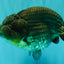 AAA Grade Super Blue LionQueen 6-6.5 inches #100226LC_23