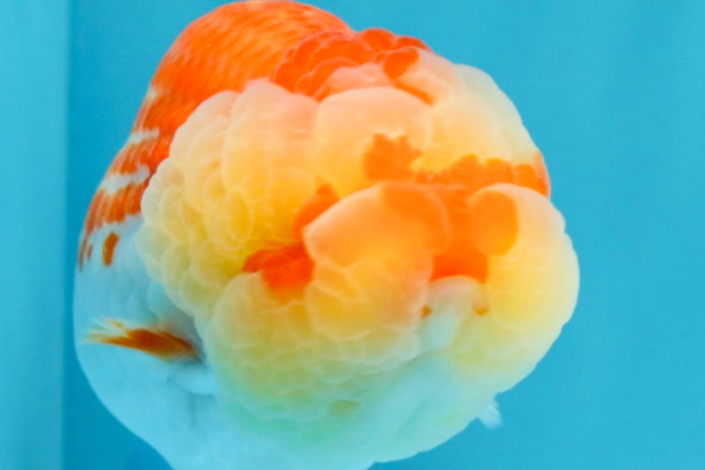 FLUFFY WEN AAA Grade Red White LionQueen 4-4.5 inches #022026LC_14