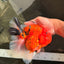 A Grade Super Big Body Tiger Oranda Male 6.5 inches #061926OR_04