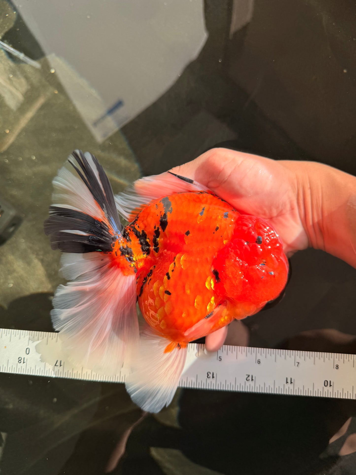 A Grade Super Big Body Tiger Oranda Male 6.5 inches #061926OR_04