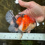 A Grade Chonky Sakura Oranda Female 5-5.5 inches #071125OR_11