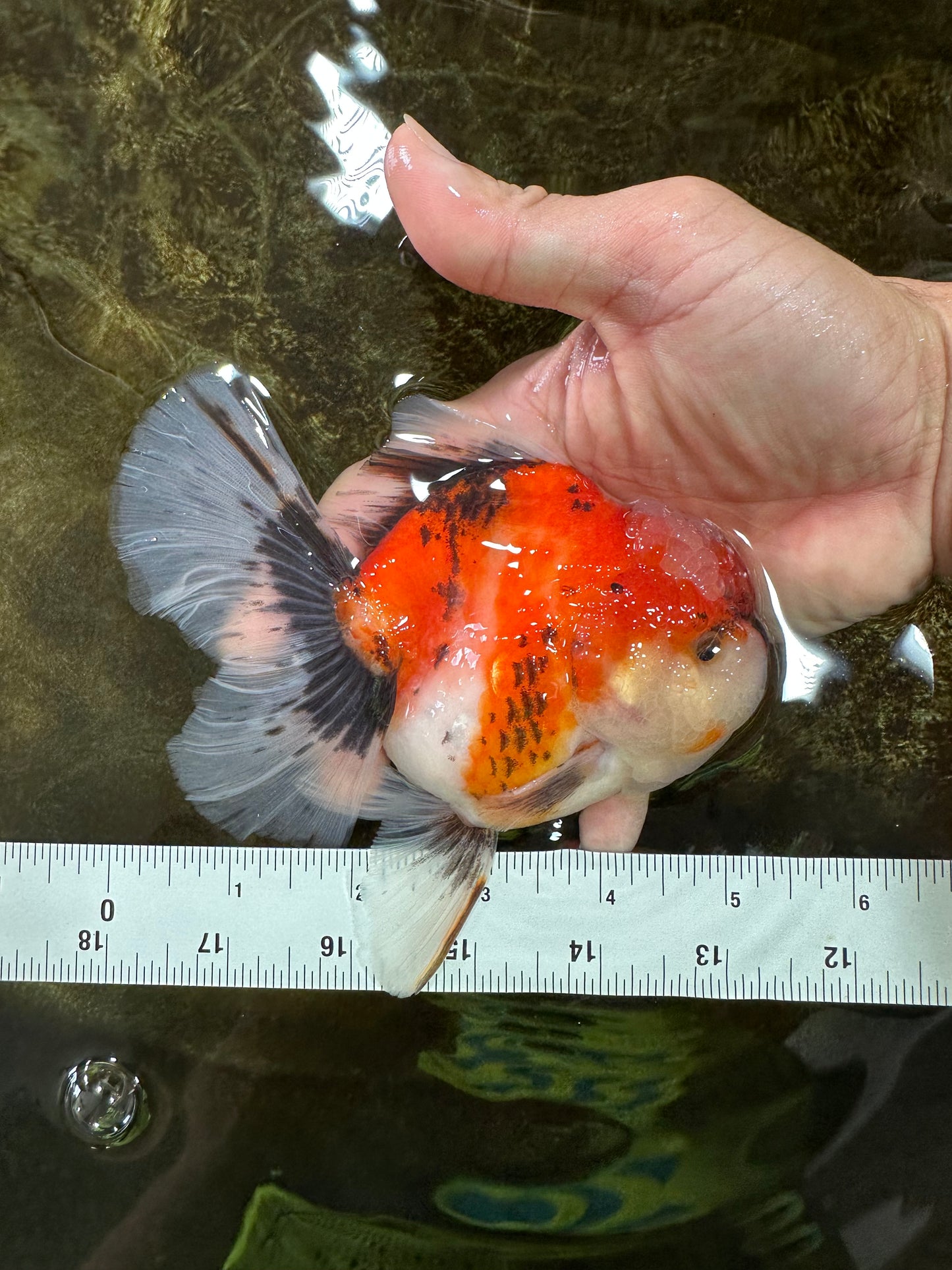 A Grade Chonky Sakura Oranda Female 5-5.5 inches #071125OR_11