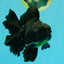 A Grade Broadtail Black Oranda Male 6.5-7 inches #101626OR_20