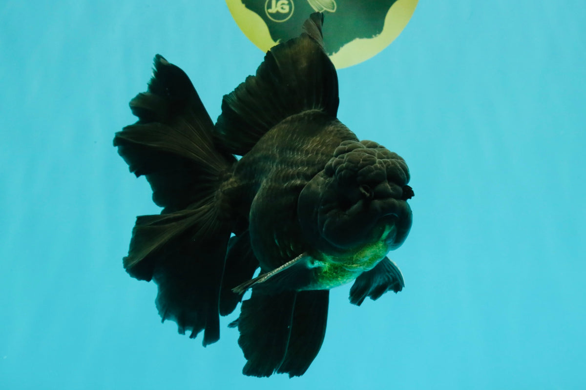 A Grade Broadtail Black Oranda Male 6.5-7 inches #101626OR_20