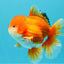 MARIO AAA Grade Red White Oranda Male 5.5 inches #030626OR_20