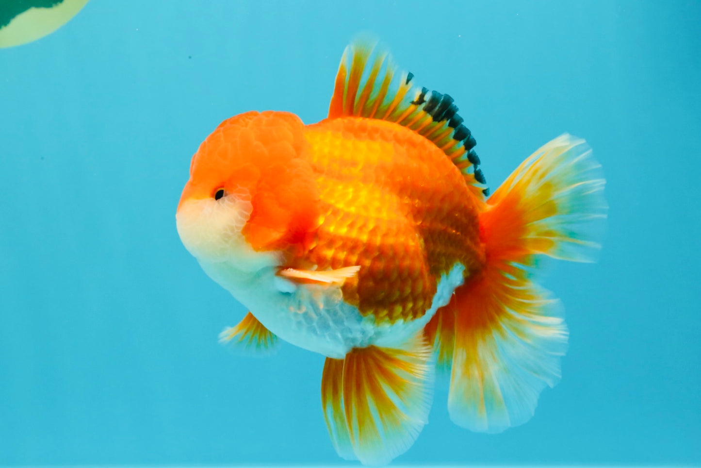 MARIO AAA Grade Red White Oranda Male 5.5 inches #030626OR_20