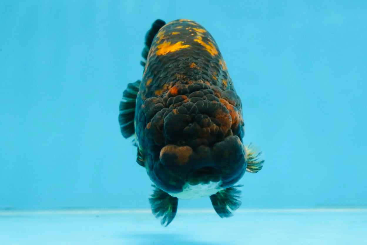 A Grade Tiger LionKing 4.5-5 inches #110725LC_17