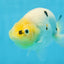 A Grade Cow Chinese Ranchu Female 5 inches #103125RC_09