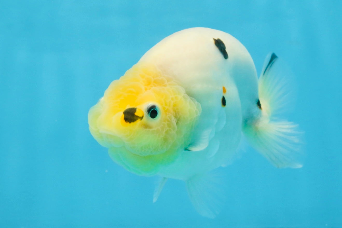 A Grade Cow Chinese Ranchu Female 5 inches #103125RC_09