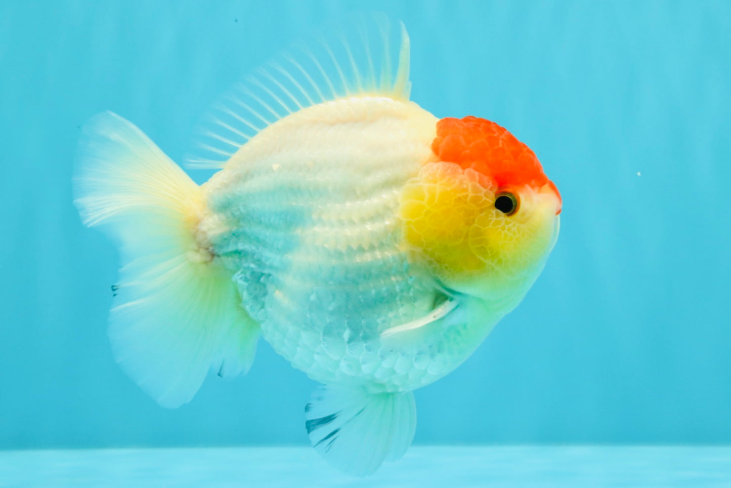 CHUBBY AAA Grade Tancho Red White Yuanbao Male 5-5.5 inches #031326YB_18