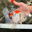 Marble Oranda Male 6.5 inches #050126OR_14
