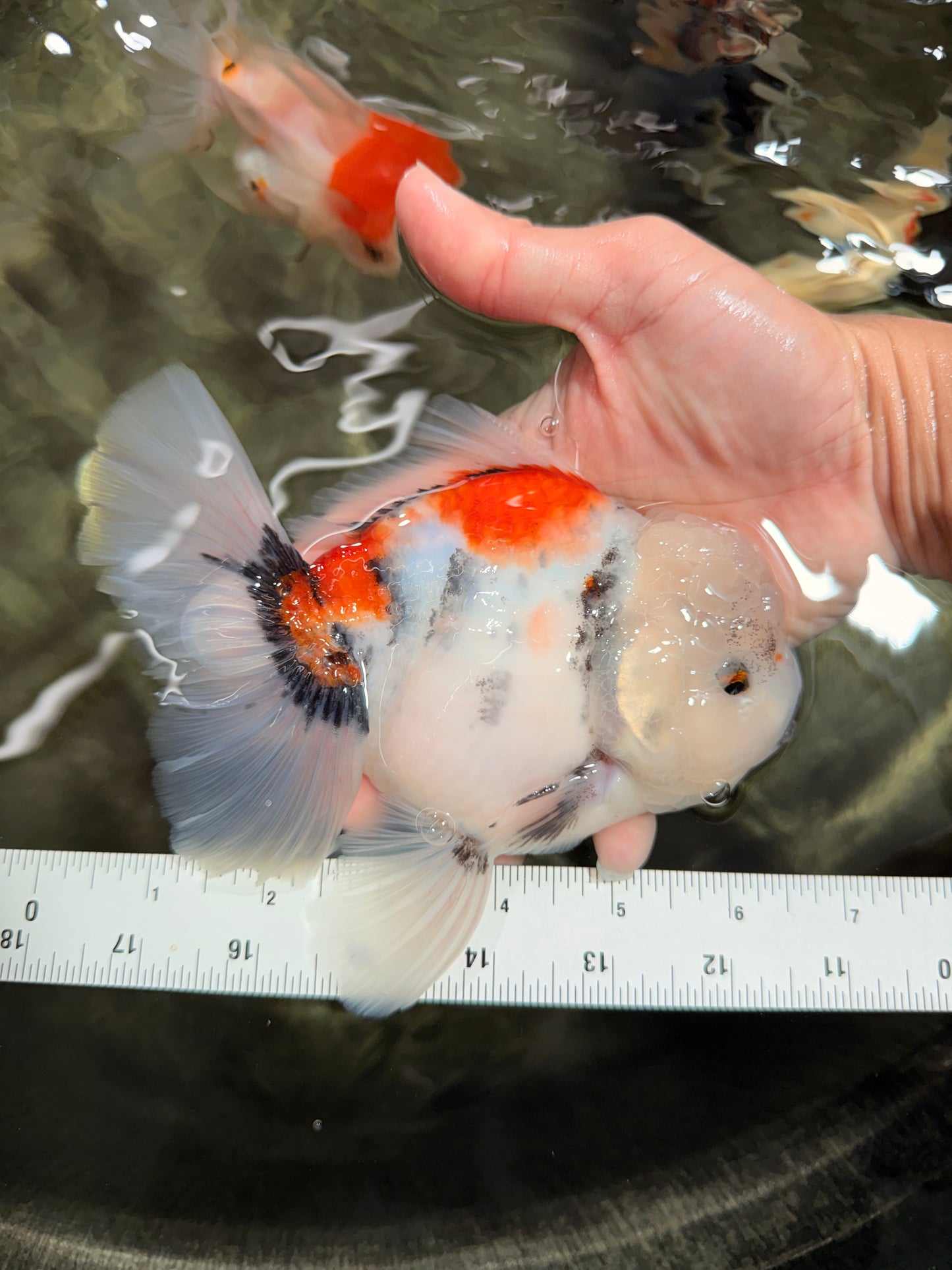Marble Oranda Male 6.5 inches #050126OR_14