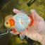 AAA Grade 🍋 Lemonhead Nemo Red White Oranda Male 5-5.5 inches #122922OR_07