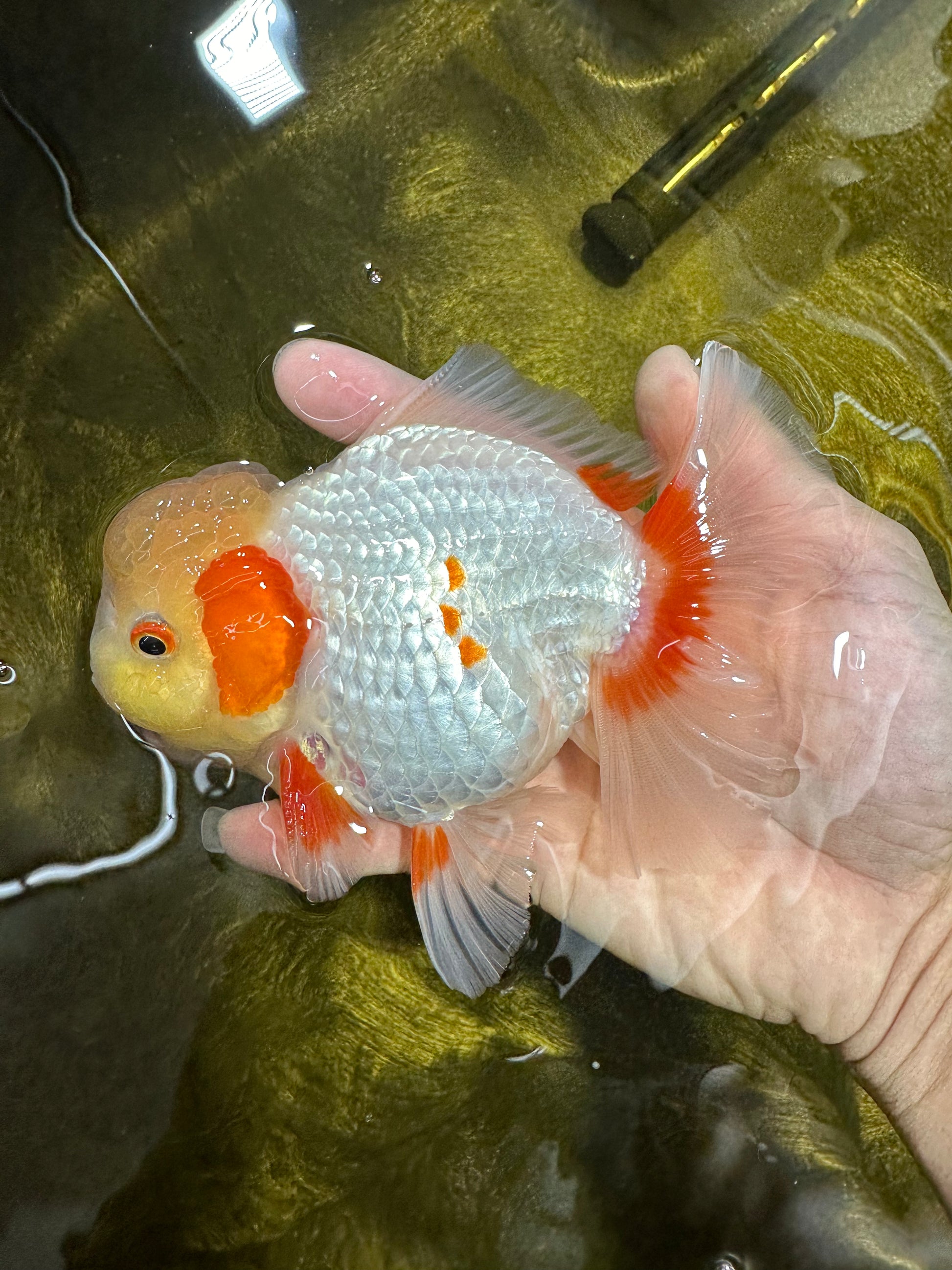 AAA Grade 🍋 Lemonhead Nemo Red White Oranda Male 5-5.5 inches AAA Grade 🍋 Lemonhead Nemo Red White Oranda Male 5-5.5 inches