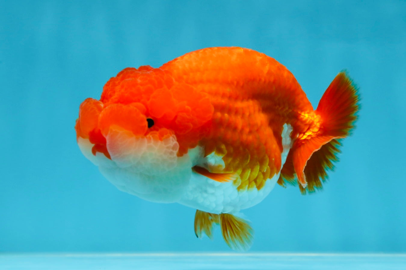 AAA Grade Red White LionQueen 4-4.5 inches #042525LC_14