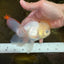 A Grade BEAUTIFUL White Oranda Male 5 inches #072525OR_14