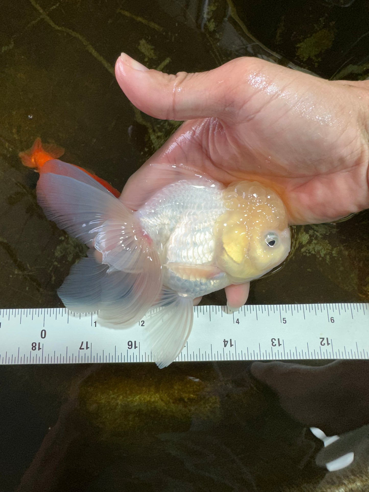A Grade BEAUTIFUL White Oranda Male 5 inches #072525OR_14