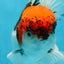 A Grade Tricolor Oranda Male 5.5 inches #060625OR_19