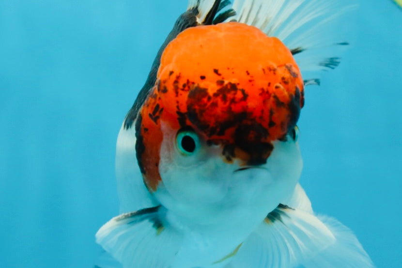 A Grade Tricolor Oranda Male 5.5 inches #060625OR_19