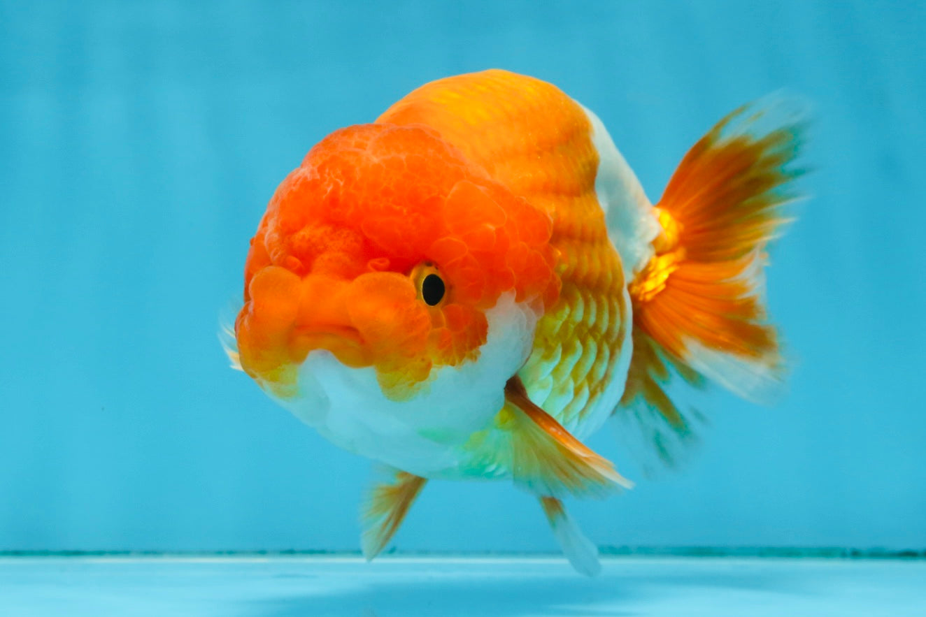 A Grade Red White LionKing 5.5 inches #091925LC_22