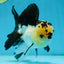 AAA Grade Panda Oranda Male 5-5.5 inches #062725OR_13