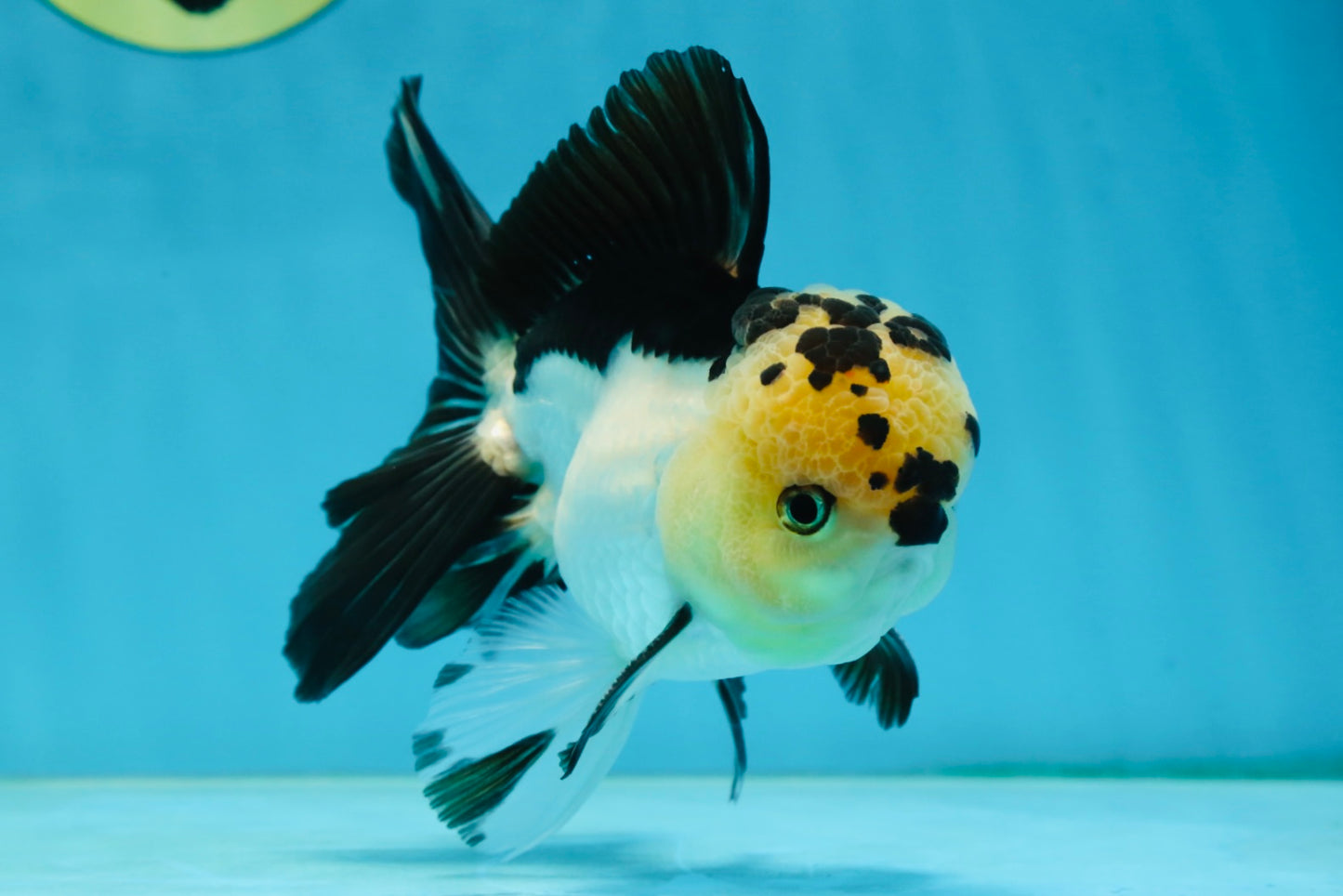 AAA Grade Panda Oranda Male 5-5.5 inches #062725OR_13