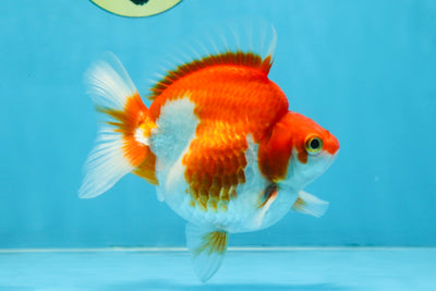 A Grade Red White Ryukin Female 4.5 inches #111425RK_10