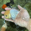 A Grade Lemonhead Oranda Male 4.5 inches #111524OR_21