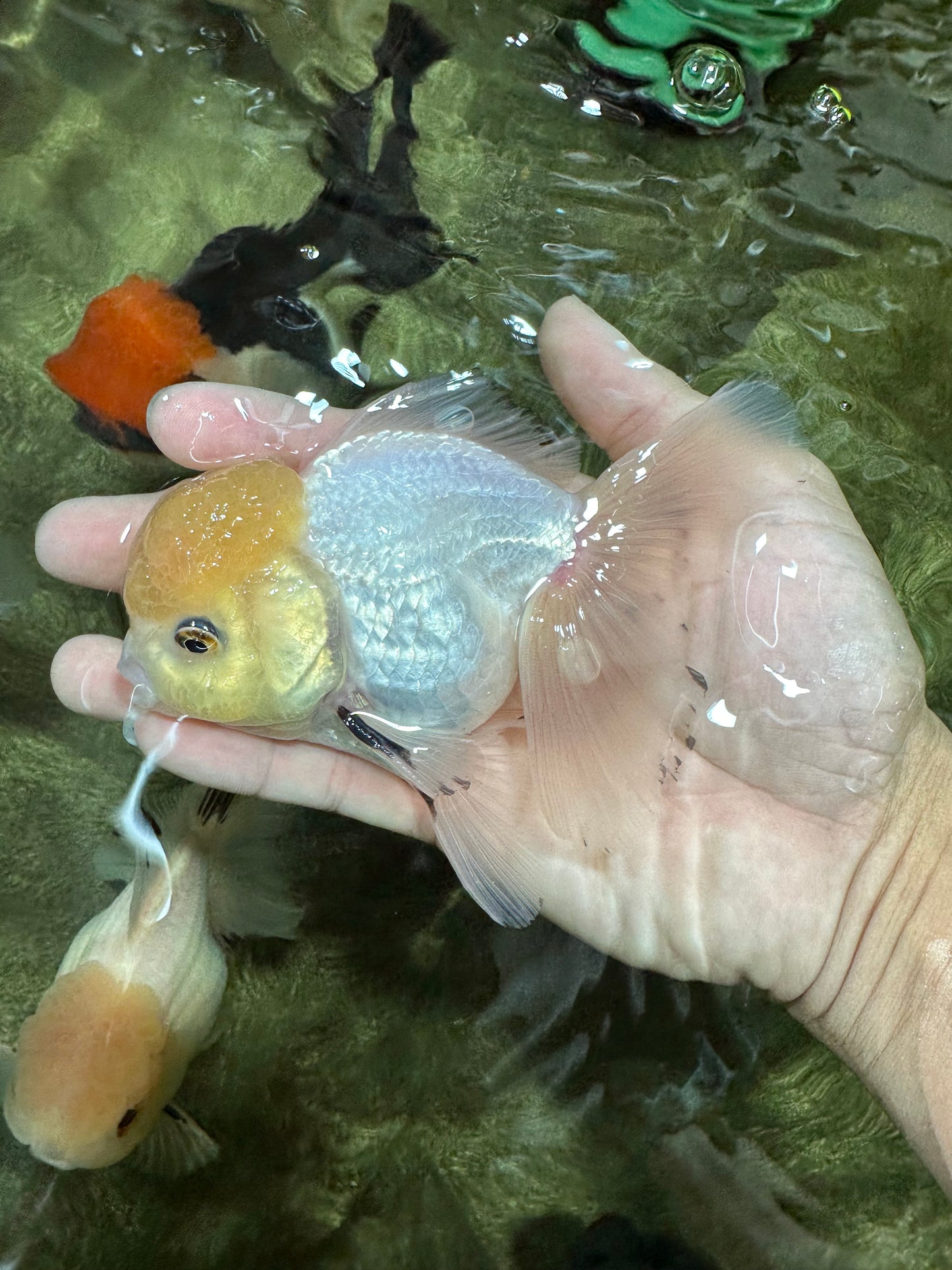 A Grade Lemonhead Oranda Male 4.5 inches #111524OR_21