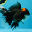 A Grade Lava Head Tricolor Oranda Male 5-5.5 inches #020725OR_31