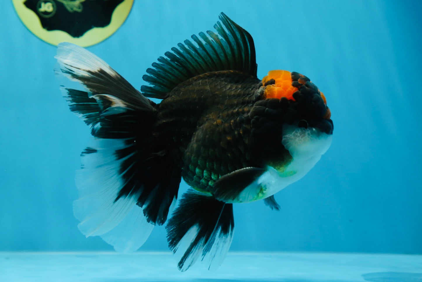 A Grade Lava Head Tricolor Oranda Male 5-5.5 inches #020725OR_31