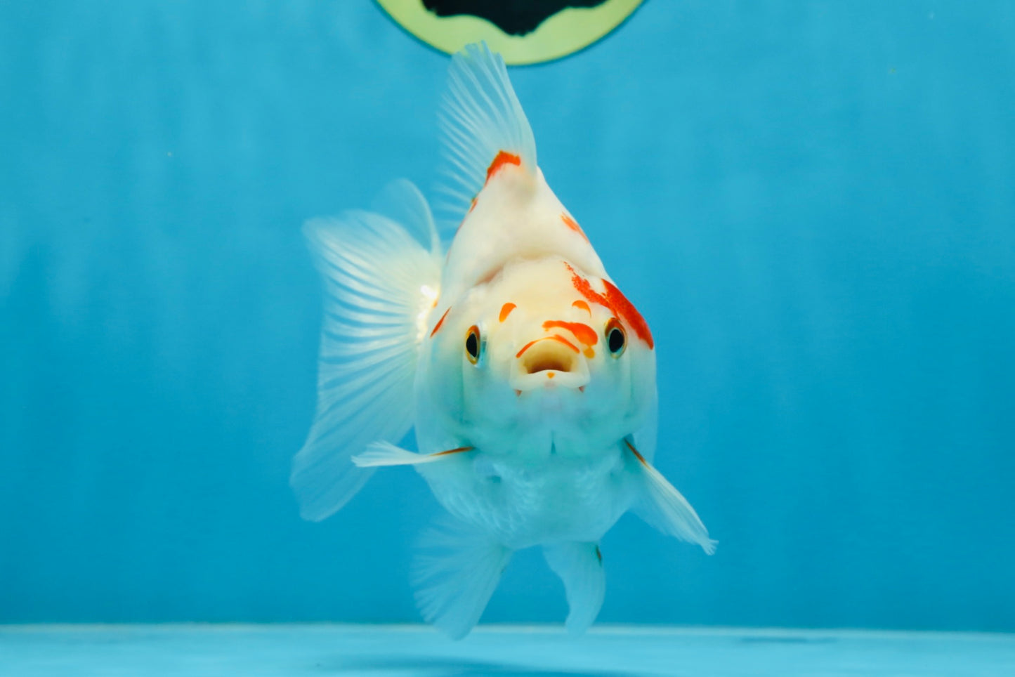 A Grade Kohaku Ryukin Red White Female 4.5-5 inches #070425RK_01