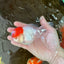 A Grade Little Tomato Cap Red Cap Oranda Male 4-4.5 inches #062025OR_18