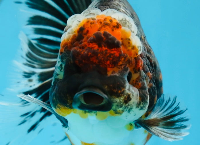 AAA Grade THICK BODY Calico Kirin Oranda Female 6 inches #080825OR_14