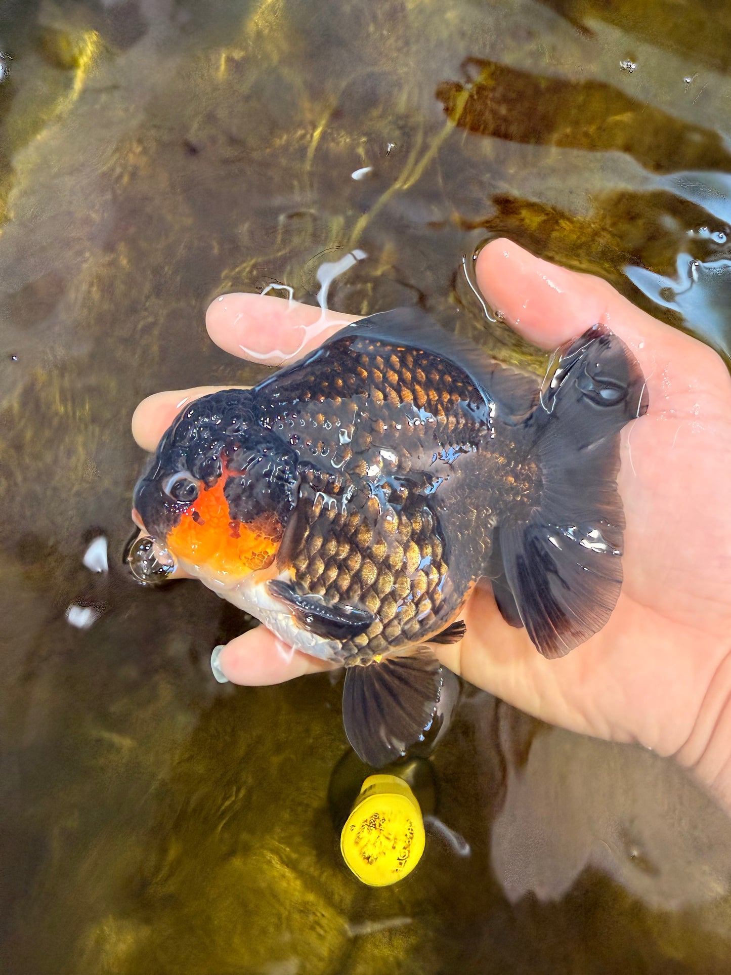 AAA Grade Tricolor Yuanbao Male 5 inches #101025YB_29