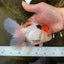 A Grade Tricolor Oranda Male 5.5 inches #070425OR_17