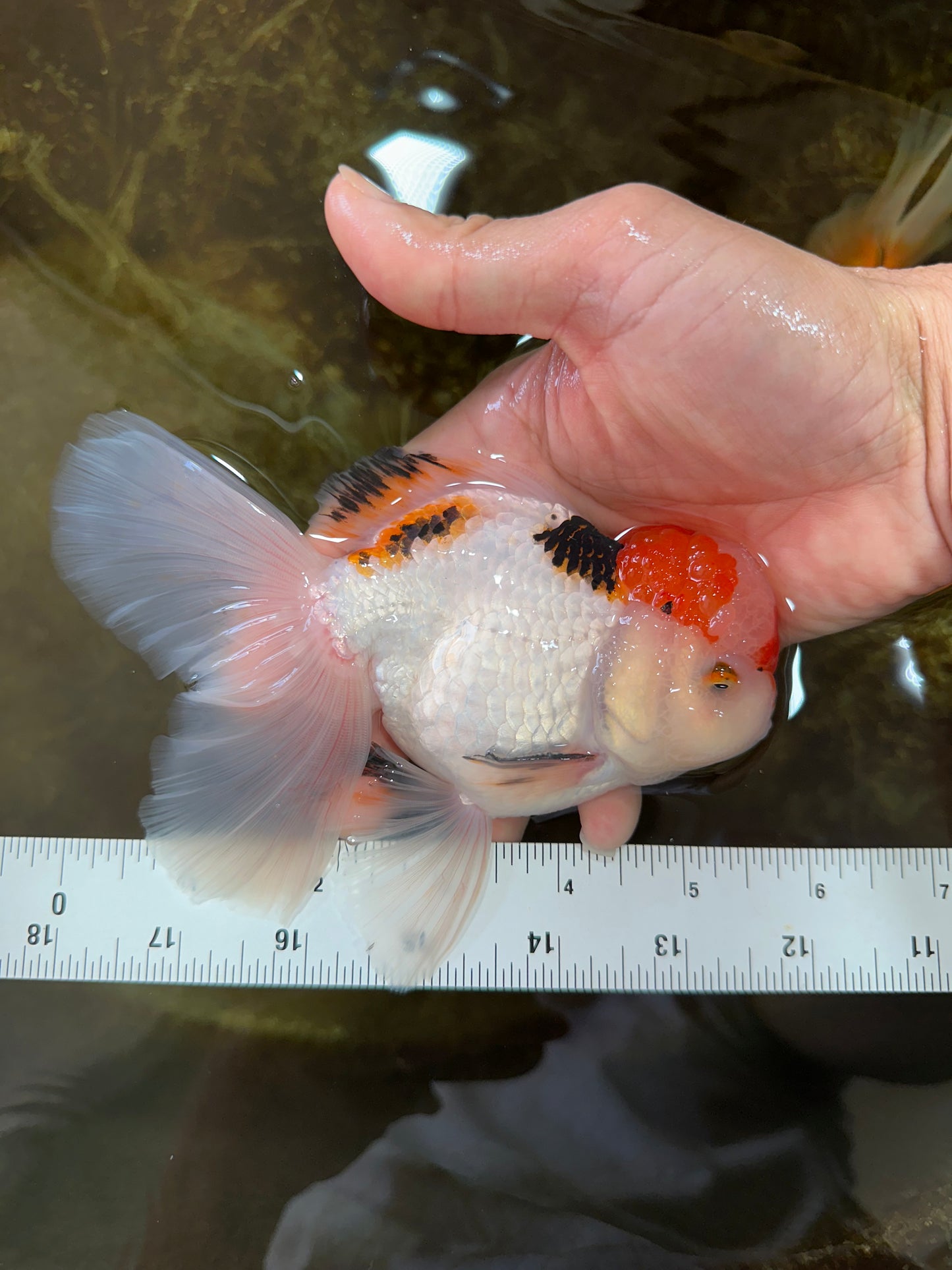 A Grade Tricolor Oranda Male 5.5 inches #070425OR_17
