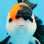 A Grade Tricolor Button Eyes Oranda Male 5 inches #080125OR_30