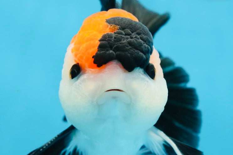 A Grade Tricolor Button Eyes Oranda Male 5 inches #080125OR_30