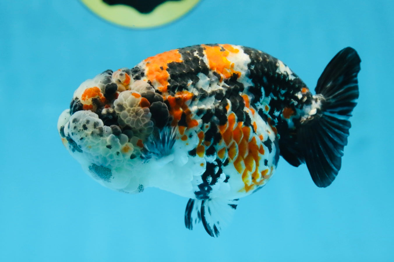 RARE AAA Grade Special Tricolor Tiger LionQueen 4.5-5 inches #082225LC_02