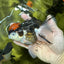 A Grade Red Head Tricolor Oranda Female 5 inches #112224OR_16