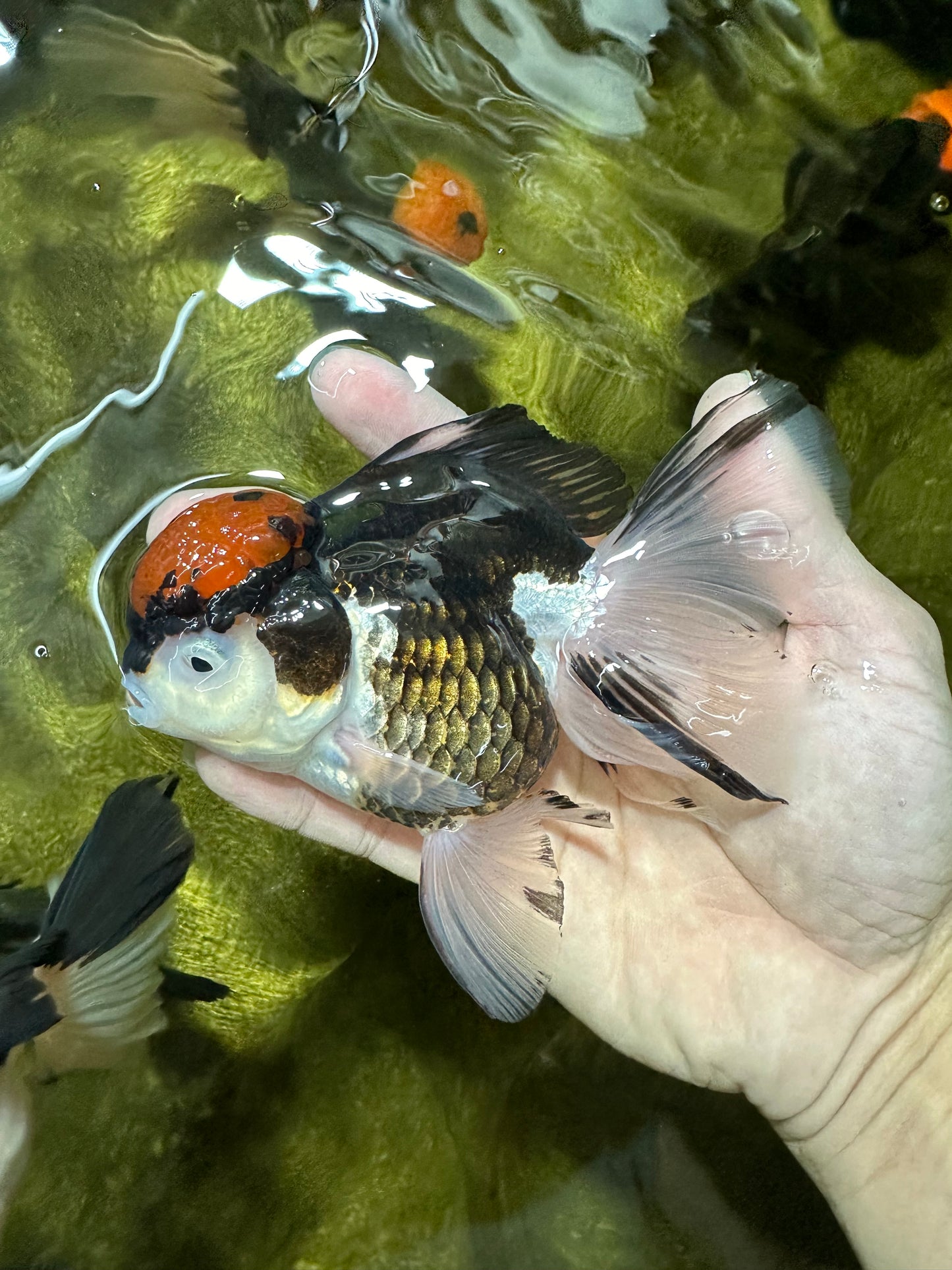 A Grade Red Head Tricolor Oranda Female 5 inches #112224OR_16