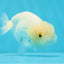 White Lionchu Female 4 inches #0927LC_18