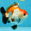 CHONKY A Grade Tricolor Yuanbao Male 4.5 inches #110725YB_06