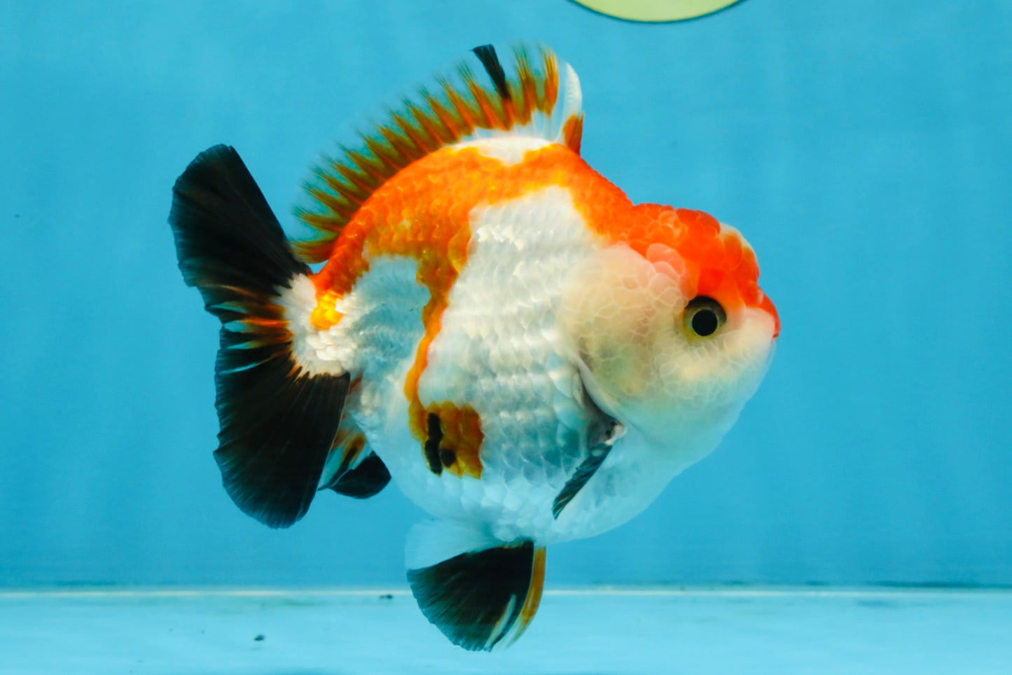 CHONKY A Grade Tricolor Yuanbao Male 4.5 inches #110725YB_06