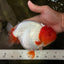 UNIQUE A Grade Red Head Buffalo Ranchu Female 6 inches #100926RC_30